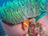 Anemone Magnifique et Clown des Maldives 2